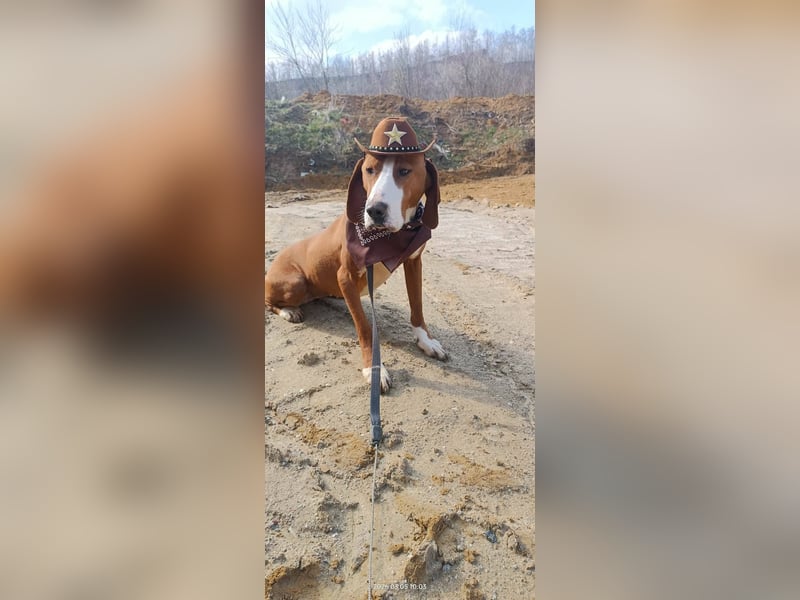 Barbara - sanfte Save Bracke