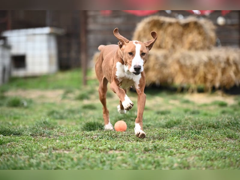 Barbara - sanfte Save Bracke