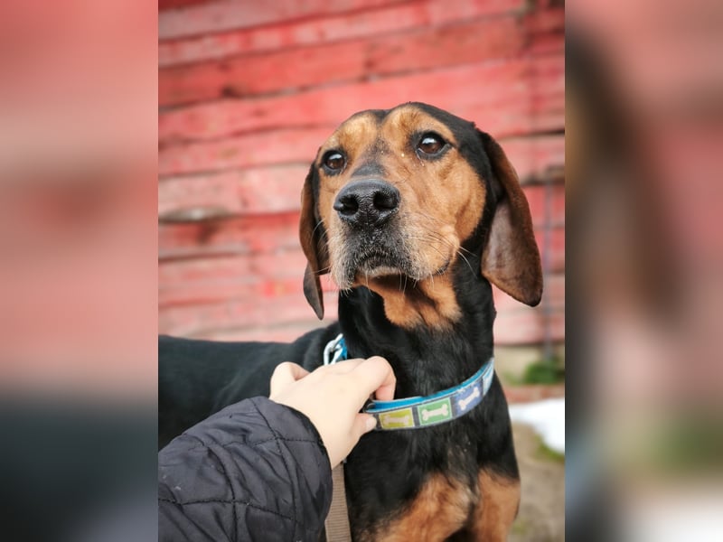 Risa - Schmusebracke