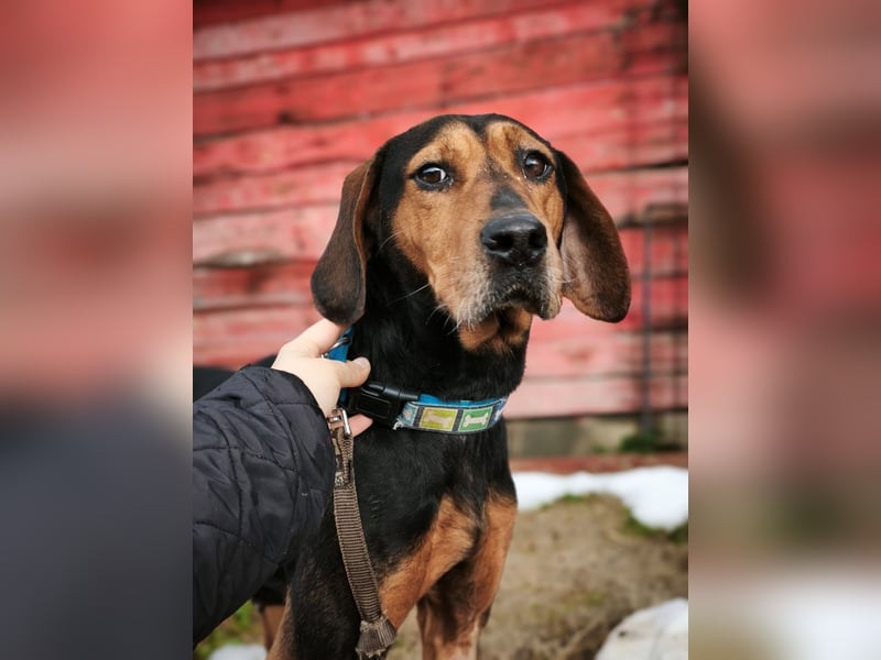 Risa - Schmusebracke