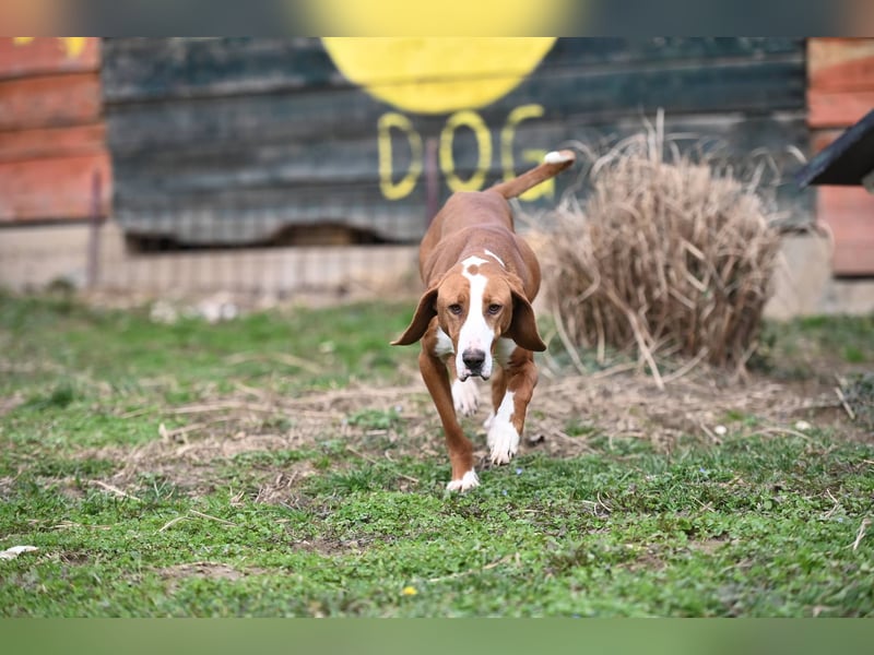 Barbara - sanfte Save Bracke