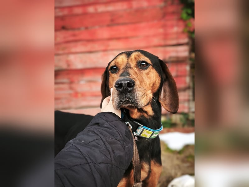 Risa - Schmusebracke