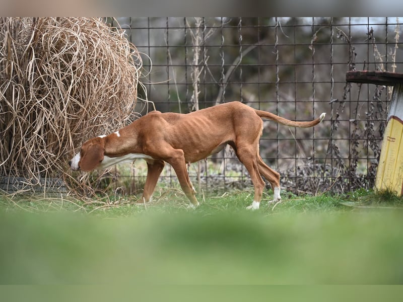 Barbara - sanfte Save Bracke