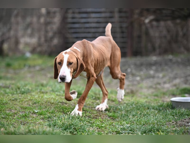 Barbara - sanfte Save Bracke