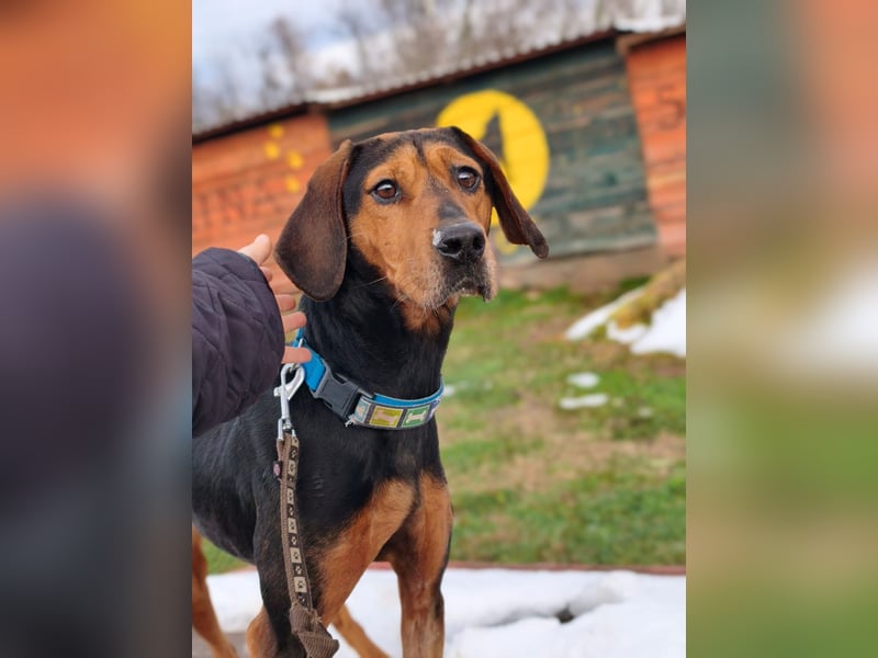 Risa - Schmusebracke