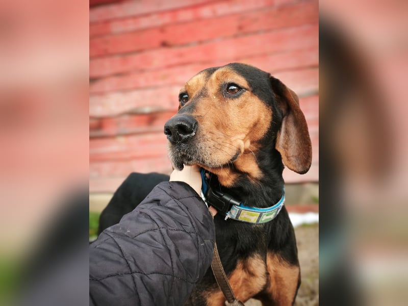 Risa - Schmusebracke