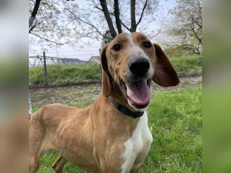 Anely eine extrem gutmütige Hündin