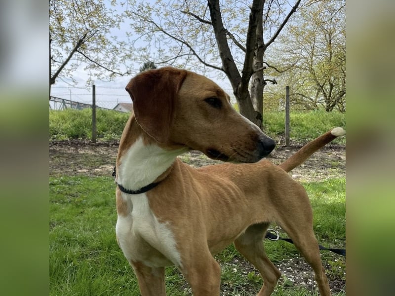 Anely eine extrem gutmütige Hündin