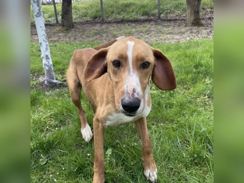 Anely eine extrem gutmütige Hündin