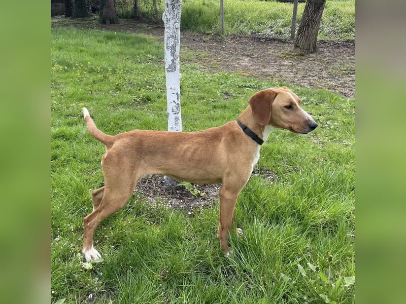 Anely eine extrem gutmütige Hündin