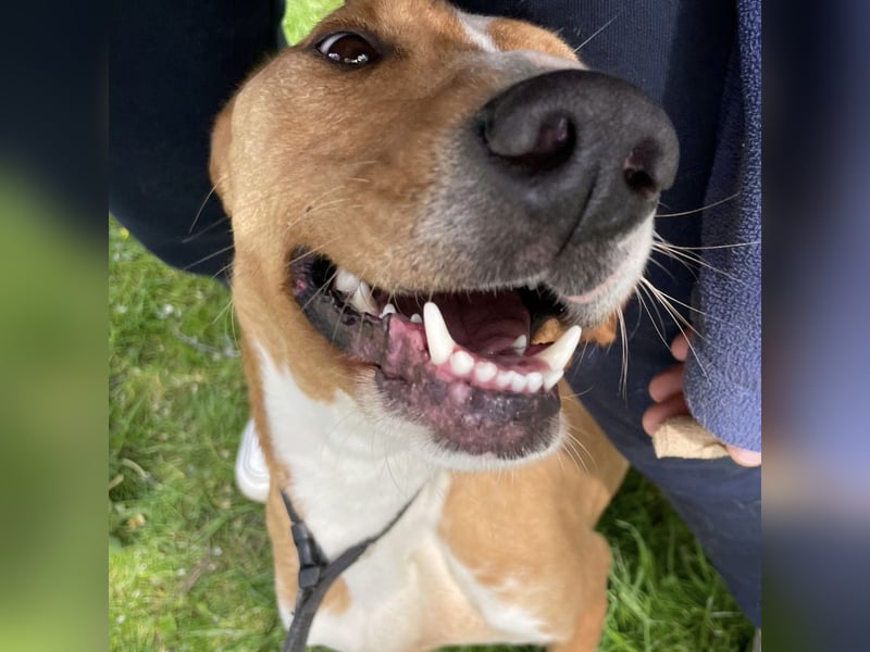 Anely eine extrem gutmütige Hündin