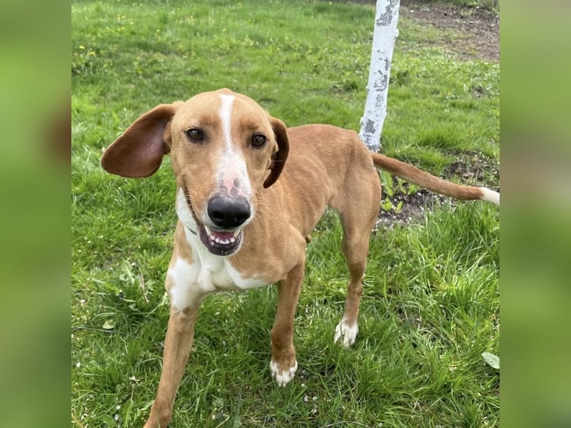 Anely eine extrem gutmütige Hündin