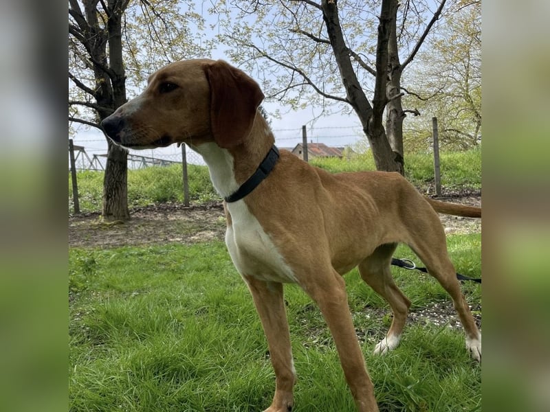 Anely eine extrem gutmütige Hündin