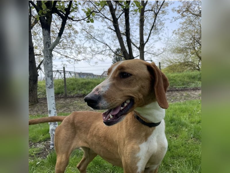 Anely eine extrem gutmütige Hündin