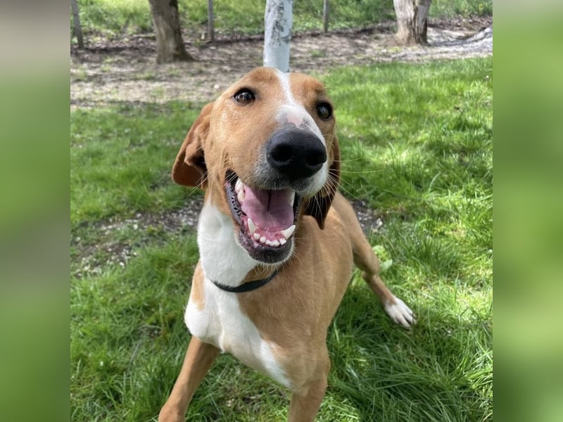 Anely eine extrem gutmütige Hündin