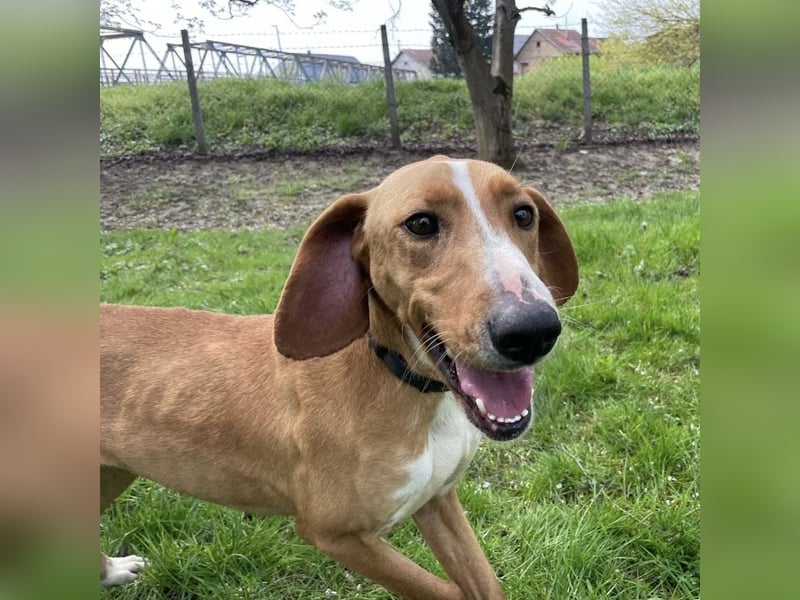 Anely eine extrem gutmütige Hündin