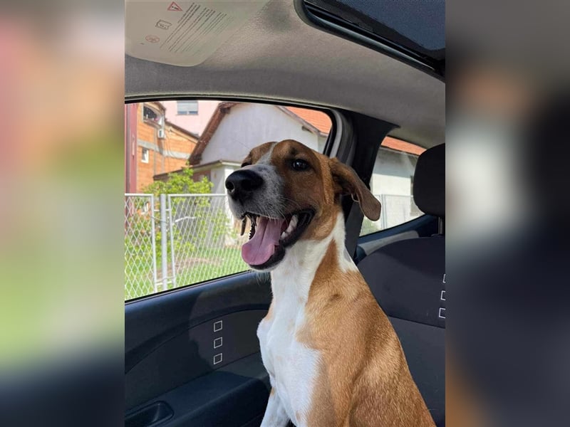 Keno, sortlicher Hundejunge sucht ein Zuhause