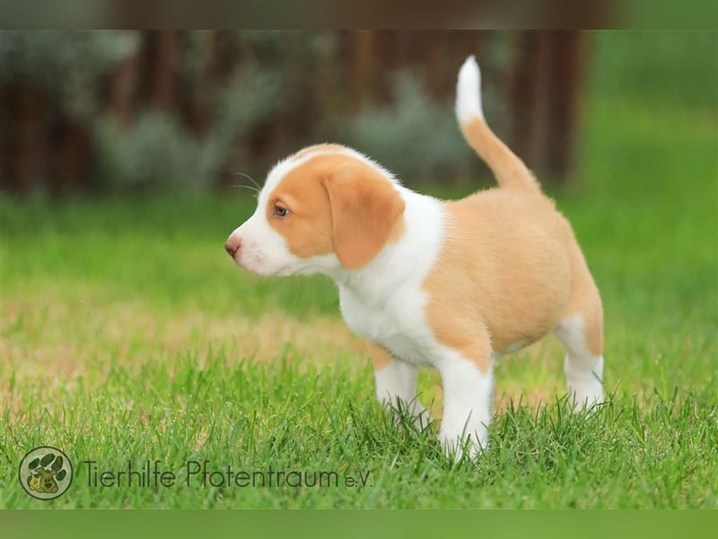 Finlay sucht ein Zuhause