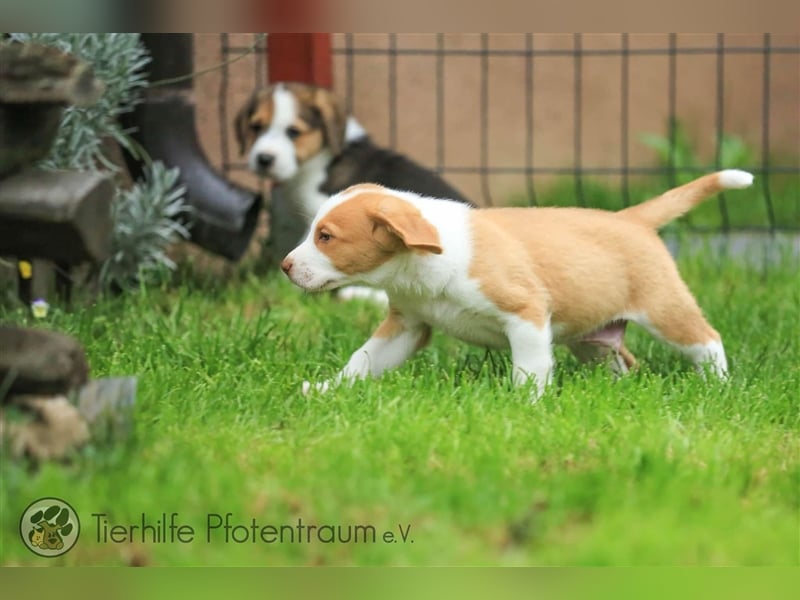 Finlay sucht ein Zuhause