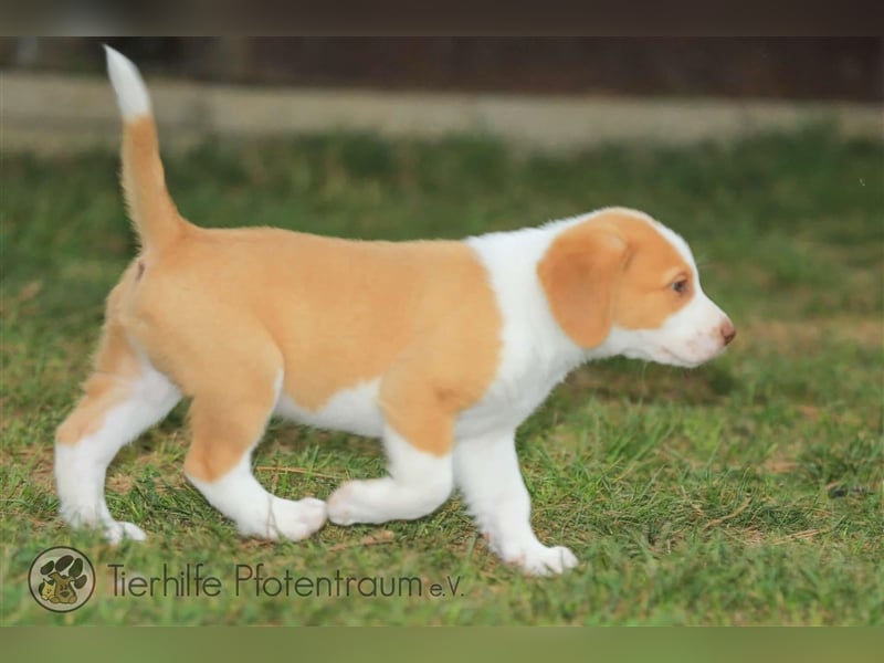 Finlay sucht ein Zuhause