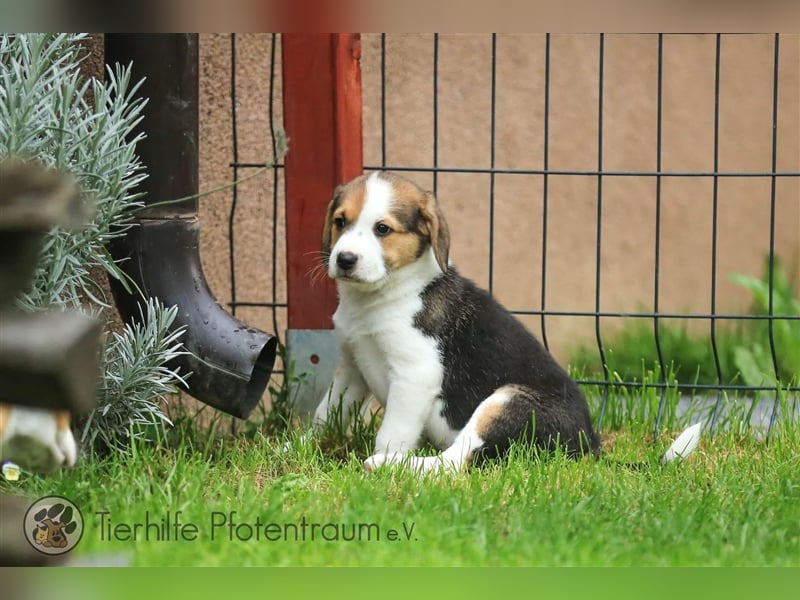 Freddy sucht ein Zuhause