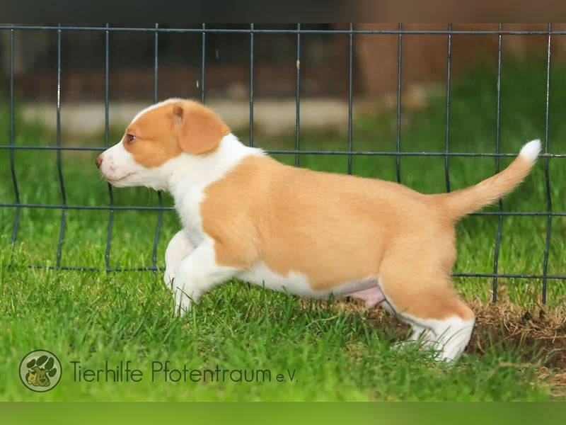 Finlay sucht ein Zuhause