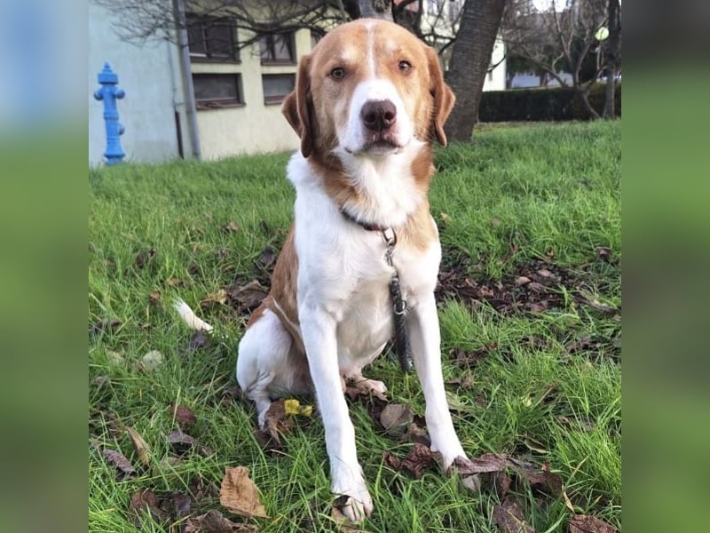 Snoopy ein großer Schatz