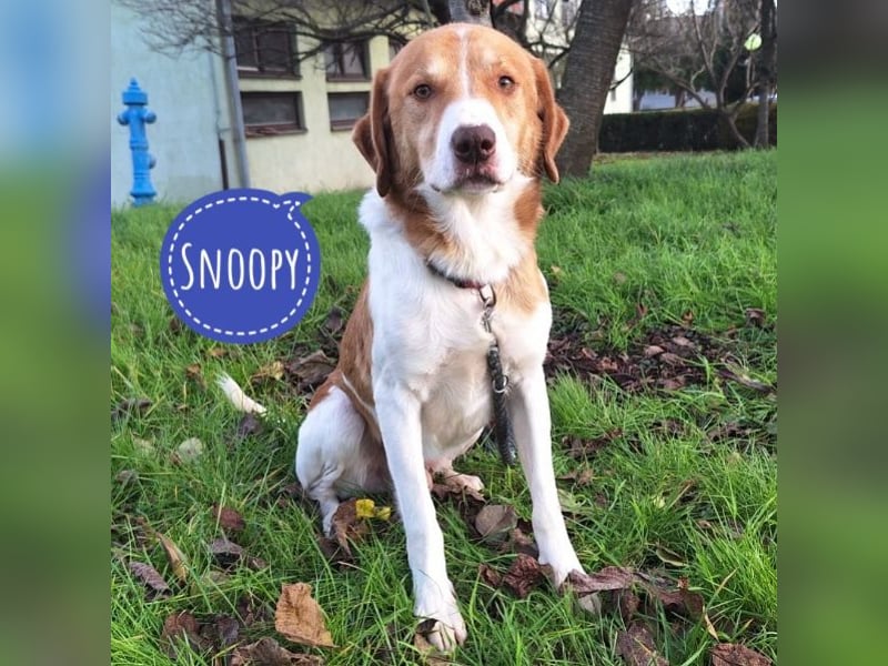 Snoopy ein großer Schatz