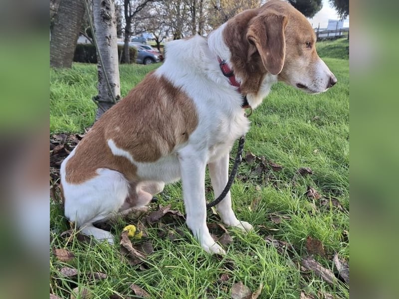 Snoopy ein großer Schatz
