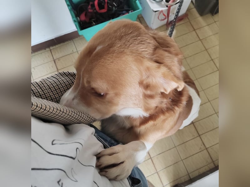 Snoopy ein großer Schatz