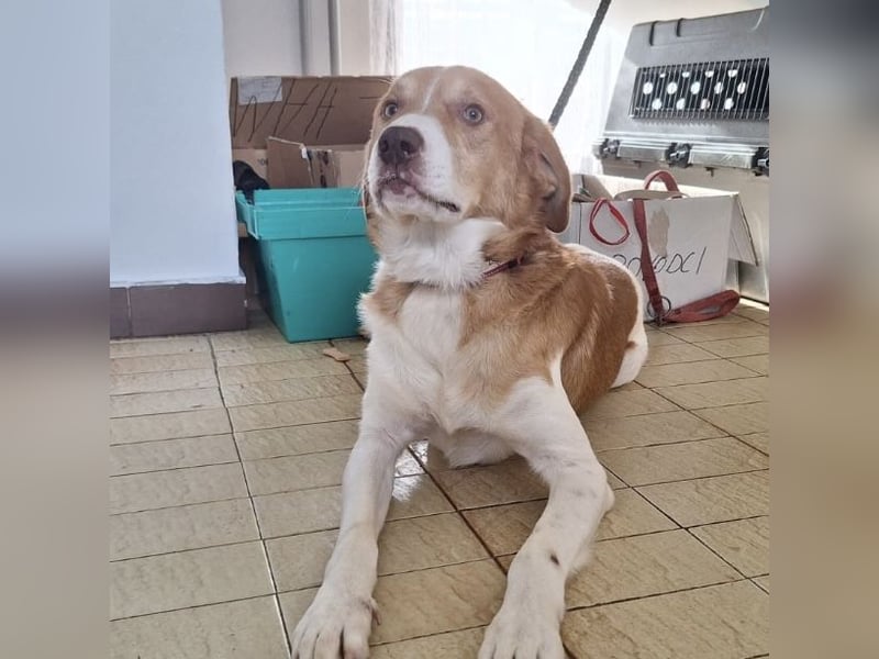 Snoopy ein großer Schatz