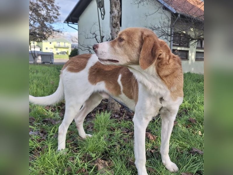 Snoopy ein großer Schatz