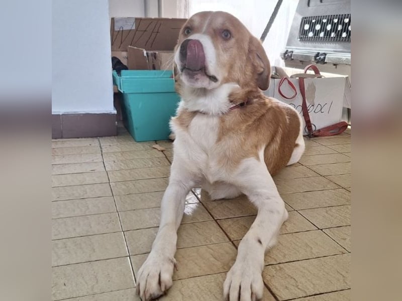 Snoopy ein großer Schatz