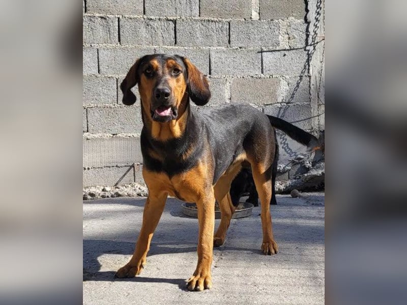 Levi ❤️ Bracke-Mix, verspielt+ aufgeschlossen