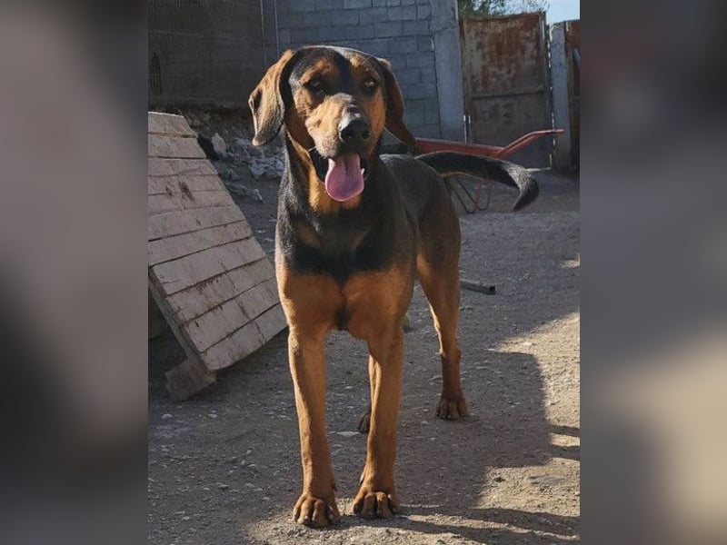 Levi ❤️ Bracke-Mix, verspielt+ aufgeschlossen
