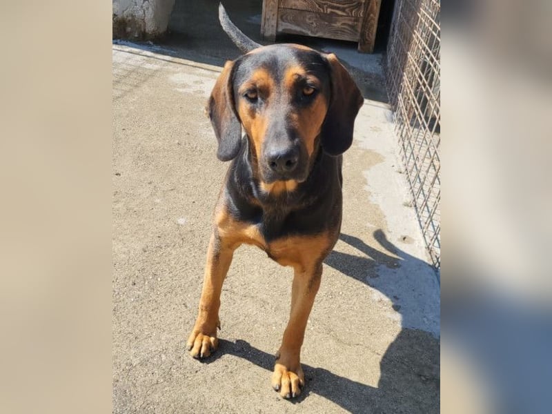 Levi ❤️ Bracke-Mix, verspielt+ aufgeschlossen