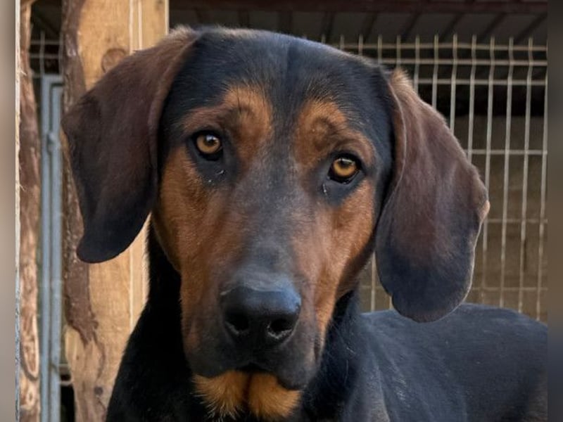 Levi ❤️ Bracke-Mix, verspielt+ aufgeschlossen