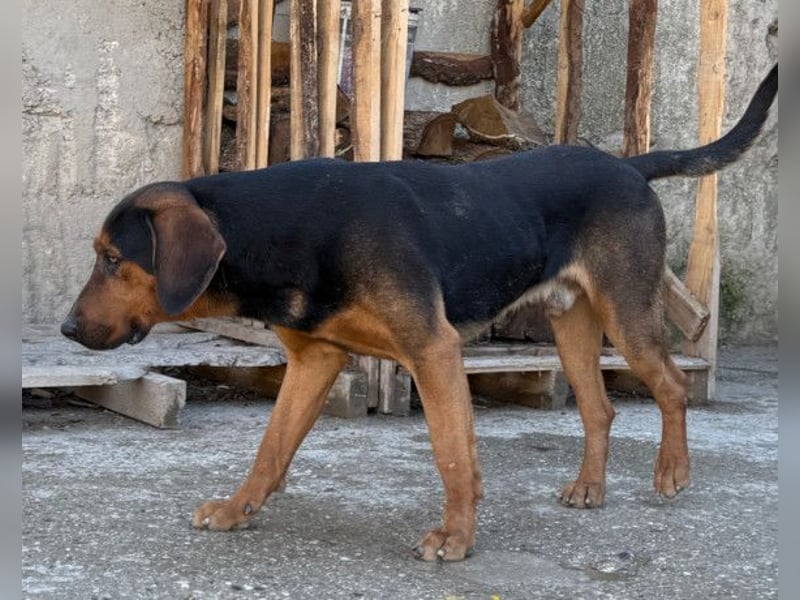 Levi ❤️ Bracke-Mix, verspielt+ aufgeschlossen
