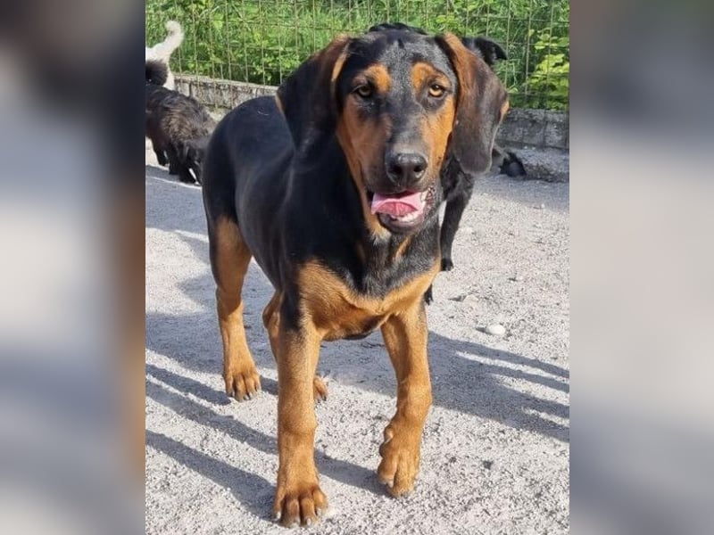 Levi ❤️ Bracke-Mix, verspielt+ aufgeschlossen