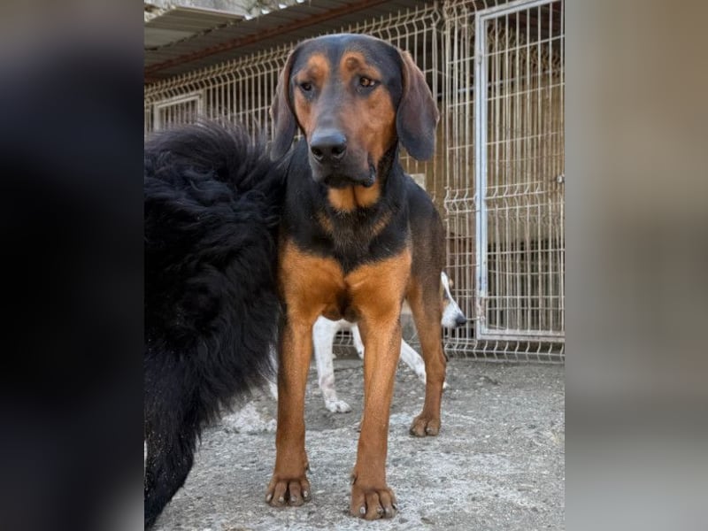 Levi ❤️ Bracke-Mix, verspielt+ aufgeschlossen