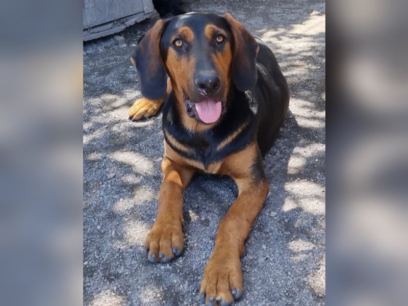 Levi ❤️ Bracke-Mix, verspielt+ aufgeschlossen