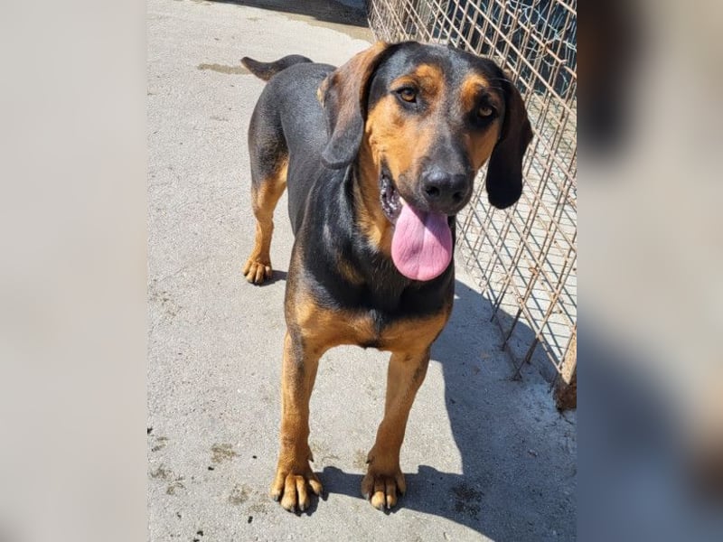 Levi ❤️ Bracke-Mix, verspielt+ aufgeschlossen