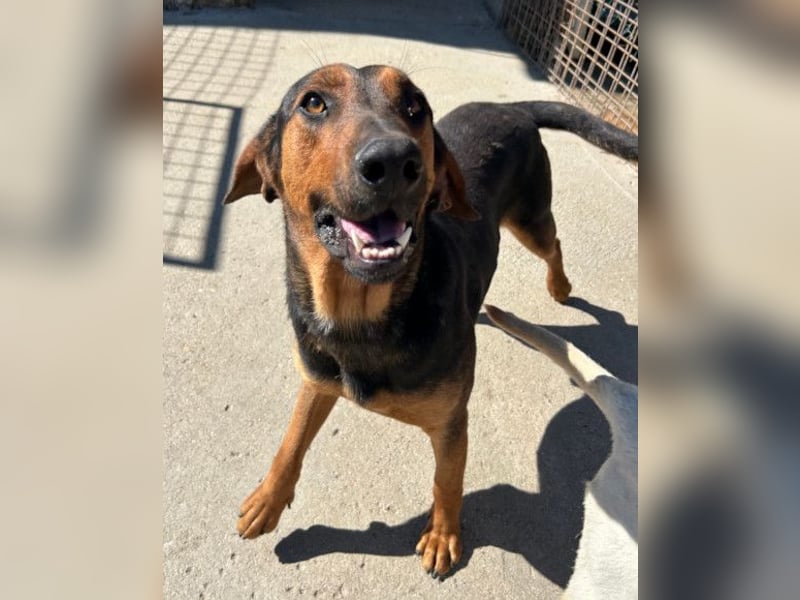 Levi ❤️ Bracke-Mix, verspielt+ aufgeschlossen