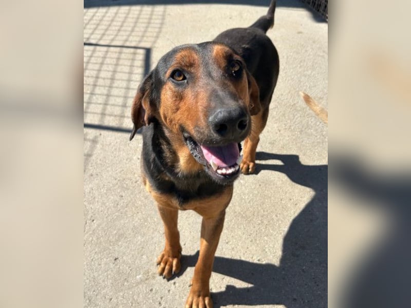 Levi ❤️ Bracke-Mix, verspielt+ aufgeschlossen