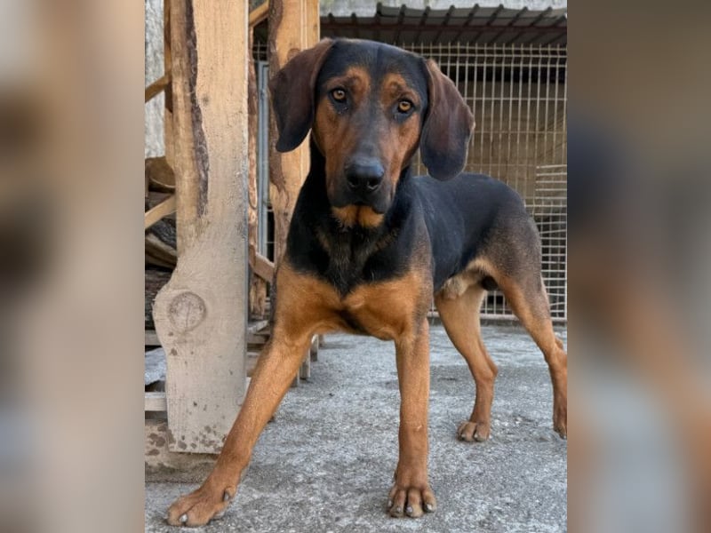 Levi ❤️ Bracke-Mix, verspielt+ aufgeschlossen