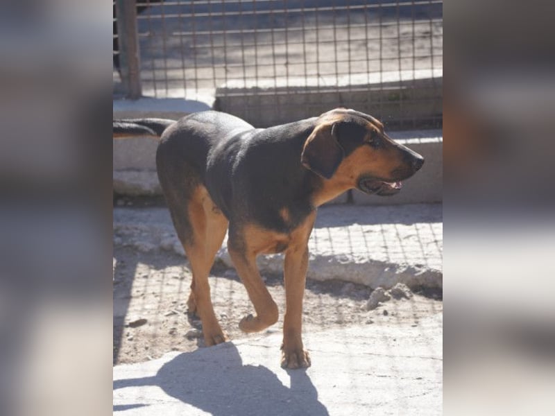 Levi ❤️ Bracke-Mix, verspielt+ aufgeschlossen