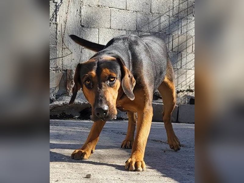Levi ❤️ Bracke-Mix, verspielt+ aufgeschlossen