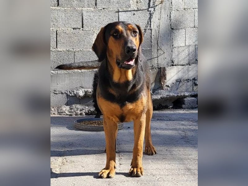 Levi ❤️ Bracke-Mix, verspielt+ aufgeschlossen