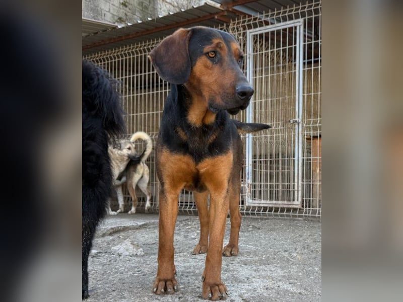 Levi ❤️ Bracke-Mix, verspielt+ aufgeschlossen