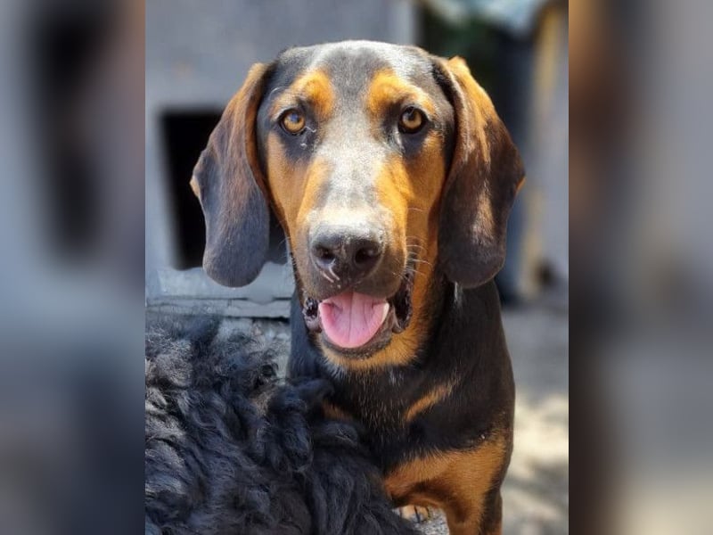 Levi ❤️ Bracke-Mix, verspielt+ aufgeschlossen